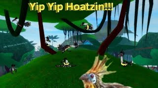 The hoatzin came in  Feather family creds to shinygriffin for the background music [upl. by Nylloh]