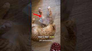 Orange Cats Bully or cutie pies 😻 funny cat kitten pets shorts [upl. by Astrid981]