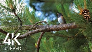 Bird Songs  8 HOURS of Birds Singing in the Forest  Nature Relaxation Video in 4K Ultra HD [upl. by Arther638]