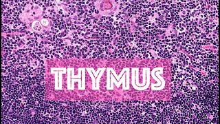 LE THYMUS partie 1  HISTOLOGIE [upl. by Llerrod]