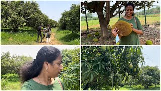 Mango 🥭 picking GKVK Mango farm Bangalore Vlog🥰 [upl. by Airemaj661]