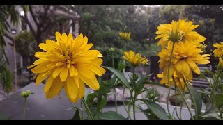 Rudbeckia goldquelle Cutleaf Coneflowergolden glow plant में खिलने वाला एक खूबसूरत फूल [upl. by Idolla]