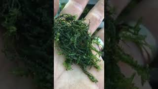 How to grow liverwort Chiloscyphus polyanthos St Winifrid’s MossPale Liverwort [upl. by Leyameg]