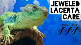 Jeweled Lacerta Care [upl. by Navnod]