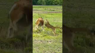 Alpaca vs Jaguar Wild Animals at Close Range Animal Combat Power Competition [upl. by Akena]