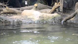 Giant Otter pups  first sighting at Chester Zoo [upl. by Arak]