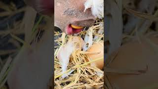 Chicken egg 😂😂😂funny viralvideo [upl. by Arlyne828]