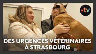 Mise en place durgences vétérinaires à Strasbourg [upl. by Merridie]