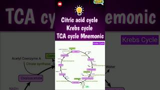 Citric acid cycle Mnemonic 2  citric acid cycle tricks biology mnemonics shortsfeed [upl. by Namrehs984]