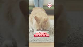 Cuidado dental en gatos  Royal Canin [upl. by Aivad106]