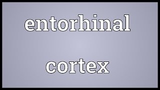 Entorhinal cortex Meaning [upl. by Latsyrcal193]