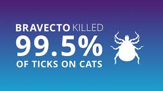 Introducing Bravecto® SpotOn for cats – tick and flea treatment with a twist [upl. by Iknarf120]