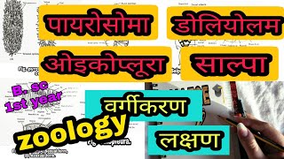 पायरोसोमाडोलियोलम ओइकोप्लूरा Oikopleura साल्पा Salpa वर्गीकरण  लक्षण ।Bsc part 1 zoology [upl. by Ibbor]