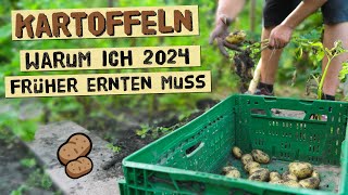 Warum du Kartoffeln 2024 früher ernten solltest wenn du diese Probleme hast  Knollenfäule im Boden [upl. by Ferretti]