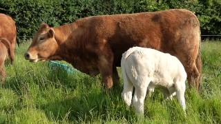 Limousin and Charolais [upl. by Wasson]