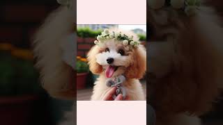 Playful Poodle A Cute Slideshow [upl. by Bouldon]