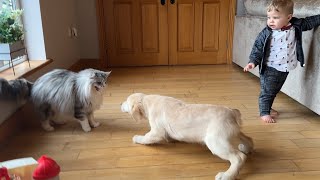 Cats React To Golden Retriever Puppies For The First Time So Funny [upl. by Candice]