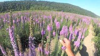 Dense Blazingstar  Liatris spicata at Ion Exchange [upl. by Lraed276]