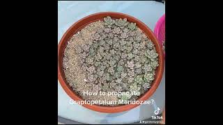 How to propagate Graptopetalum Mendozae [upl. by Spencer]