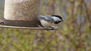 20240327 black cpped chickadee hammering seed  feeder casa slomo [upl. by Othilie]