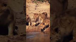 Lioness Leads Her Little Cubs Across the River SAFARI  Kambulas Lions Pride [upl. by Charlot]