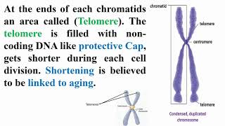 Chromosome Identification [upl. by Agnella960]