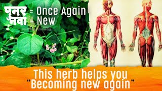 This herb helps you “Becoming New Again”  Punarnava health benefit Ayurveda Health tips पुनर्नवा [upl. by Ebocaj638]