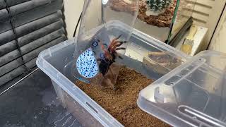 MR TOUGH GUY Brachypelma boehmei tarantula rehouse [upl. by Norat682]