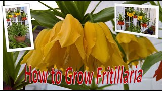 How to Grow Fritillaria [upl. by Eloc]