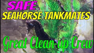 Safe Cleanup Crew in a Seahorse Tank natureathome seahorse shrimp snail amphipods [upl. by Aloeda]