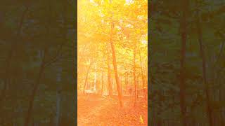 North Carolina Fall Colors  Biking The Cape Fear River Trail [upl. by Yelats]