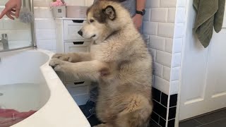 Giant Sulking Dog Hates Bath Time And Does Everything To Avoid It Cutest Doggo [upl. by Amisoc]