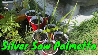 Silver Saw Palmetto Serenoa repens Seedlings [upl. by Releyks]