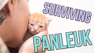 Fighting Panleukopenia a Deadly Cat Virus [upl. by Aicatsal]