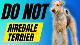 7 Reasons You SHOULD NOT Get a Airedale Terrier [upl. by Louisa]