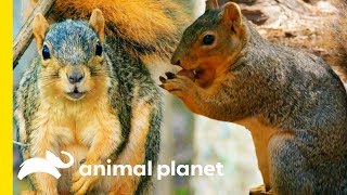 George Monbiot skins and cooks a squirrel  Newsnight [upl. by Northway]