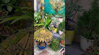 Winter season flowers full blooming 💐🤗plants gardenflowers viralvideo [upl. by Balling]