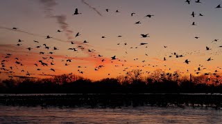 The Great Sandhill Crane Migration [upl. by Bascomb]