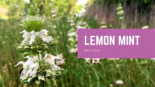 Lemon Mint  Plant of the Month [upl. by Lua]