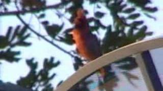 Wild Cardinal singing good sound [upl. by Reyaht]