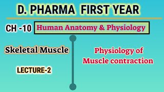 Physiology of muscle contraction  CH10  Human anatomy and physiology  DPharm first year [upl. by Ydisahc]