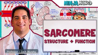 Musculoskeletal System  Sarcomere Structure Actin amp Myosin [upl. by Rona]