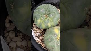 銀冠玉錦7 Lophophora fricii 2024 09 22 ＃shorts [upl. by Sletten]