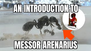 Messor Arenarius The Middle Eastern Harvester Ant [upl. by Moffit459]