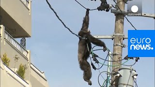 Chimp escape Primate swings from live power lines falls from electricity pole  euronews 🇬🇧 [upl. by Eiznikcm]