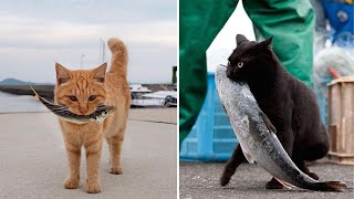 Cats Catching Fish Video Compilation  Pets Theater [upl. by Ymmat443]