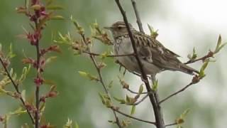 Woodlark Heidelerche [upl. by Oicul]