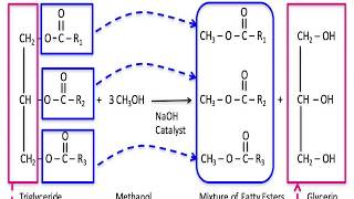 Transesterification its mechanism and applications [upl. by Reinnej]