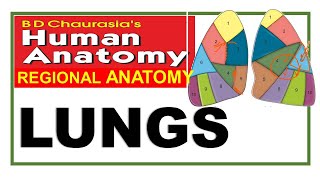 Chp16  Lungs Thoracic Cavity  Thorax  Thoracic Cage  Thoracic Wall  BD Chaurasia [upl. by Eglanteen74]