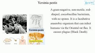 Yersinia pestis [upl. by Cara]